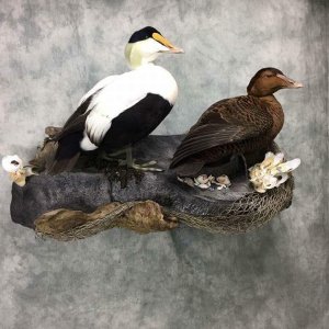 Eider Duck Full Mount Taxidermy