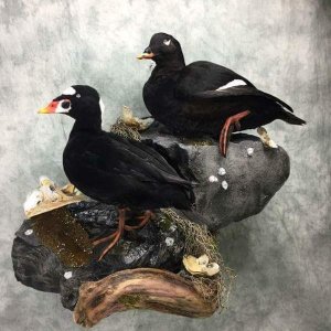 Scoter Full Mount Taxidermy