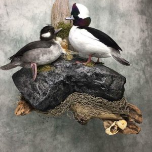 Duck Full Mount Taxidermy