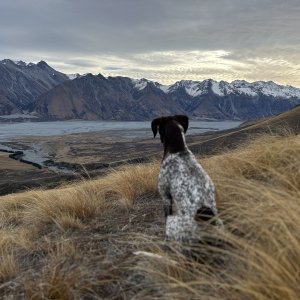 A good hunting dog