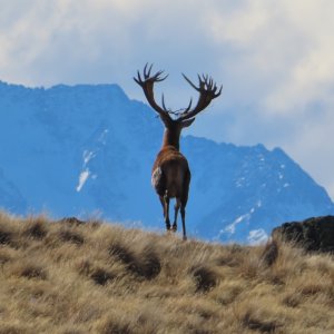 Red Stag 500+ inches