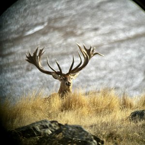 Red Stag New Zealand