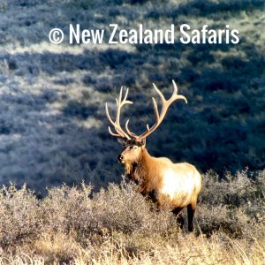 Elk- New Zealand Safaris