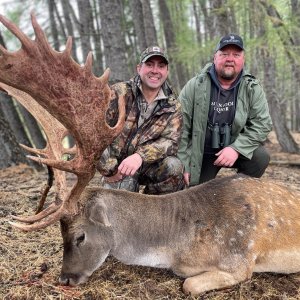 Fallow Buck- New Zealand Safaris