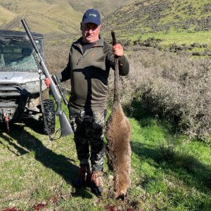 Wallaby Hunting- New Zealand Safaris