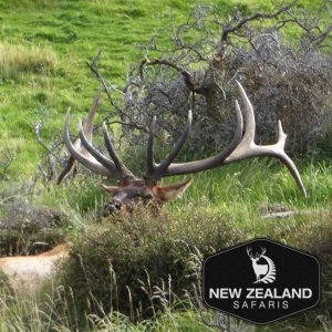 Elk typical- New Zealand Safaris