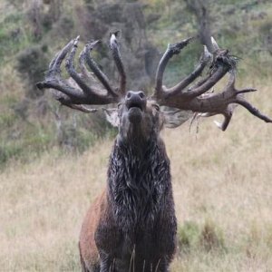 Roaring Red stag