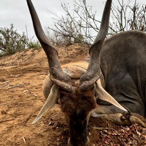 Eland Hunt Zimbabwe