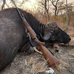 Buffalo Hunting Zimbabwe