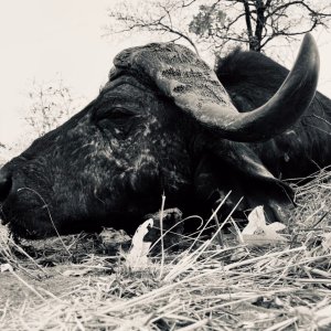 Buffalo Hunting Zimbabwe