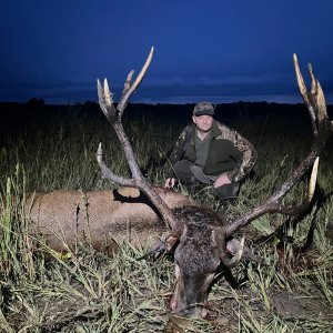 Hunting Red Deer Romania