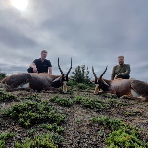 Blesbok Hunt Eastern Cape South Africa