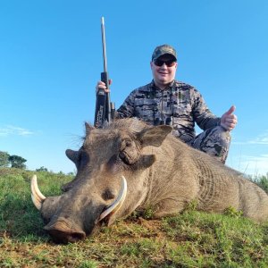 Warthog Hunt Eastern Cape South Africa