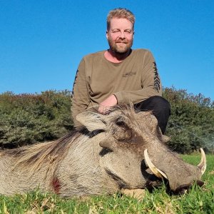 Warthog Hunt Eastern Cape South Africa