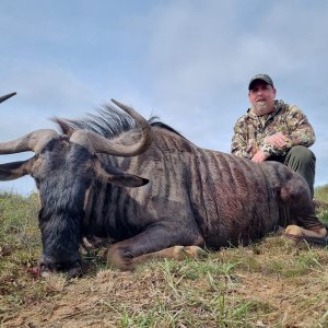 Blue Wildebeest Hunt Eastern Cape South Africa