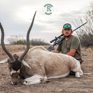 Addax Bull Hunt Texas