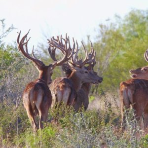 Red Deer Texas