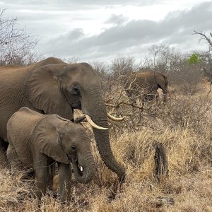 Elephants Limpopo South Africa