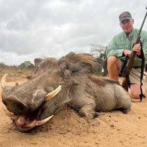 Warthog Hunt Limpopo South Africa