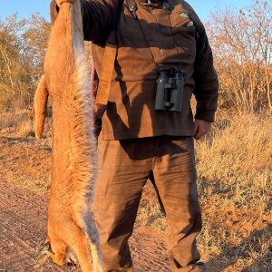 Caracal Hunt Limpopo