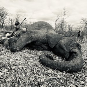 Zimbabwe Elephant Hunt