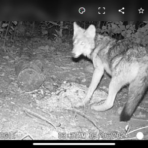 Wolf Trail Camera Minnesota