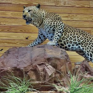 Leopard Full Mount Taxidermy