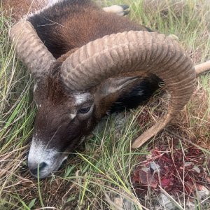 Mouflon Sheep Hunt Croatia