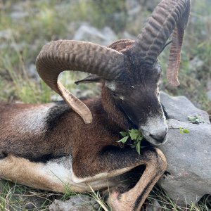 Mouflon Sheep Hunt Croatia