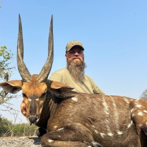 Bushbuck Hunt Zambia