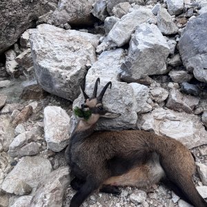 Alpine Chamois Hunt Slovenia