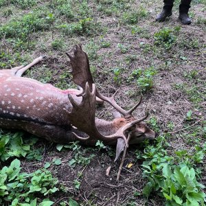 Fallow Deer Hunt Croatia