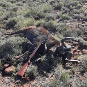 Black Wildebeest Hunt South Africa