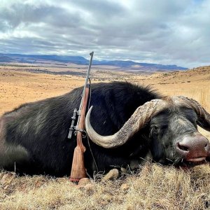 Hunting Cape Buffalo