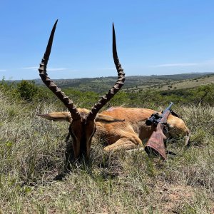 Impala Hunting