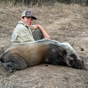 Bushpig Hunt Save Conservancy Zimbabwe