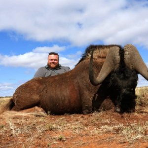 Black Wildebeest Hunt South Africa