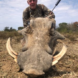 Warthog Hunt Eastern Cape South Africa