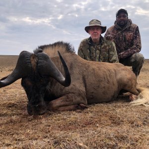 Black Wildebeest Hunt Eastern Cape South Africa