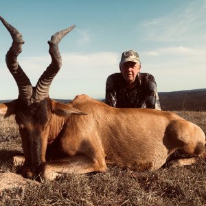 Red Hartebeest Hunt Eastern Cape South Africa