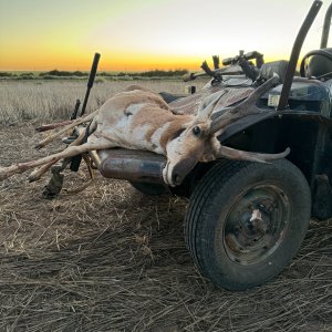 Pronghorn Hunt Texas