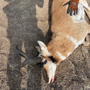 Pronghorn Hunt Wyoming