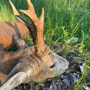 Roe Deer Hunt Romania