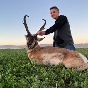 Pronghorn Hunt Idaho