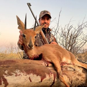 Steenbok Hunt Limpopo South Africa