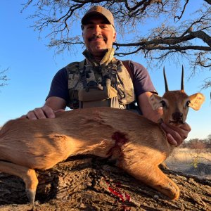 Steenbok Hunt Limpopo South Africa