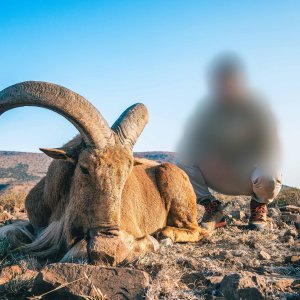 Barbary Sheep Hunt South Africa