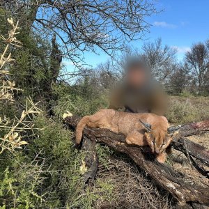 Caracal Hunt South Africa