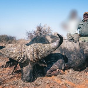 Buffalo Hunt South Africa