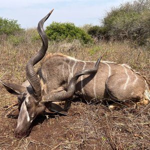 Kudu Hunting KwaZulu-Natal South Africa